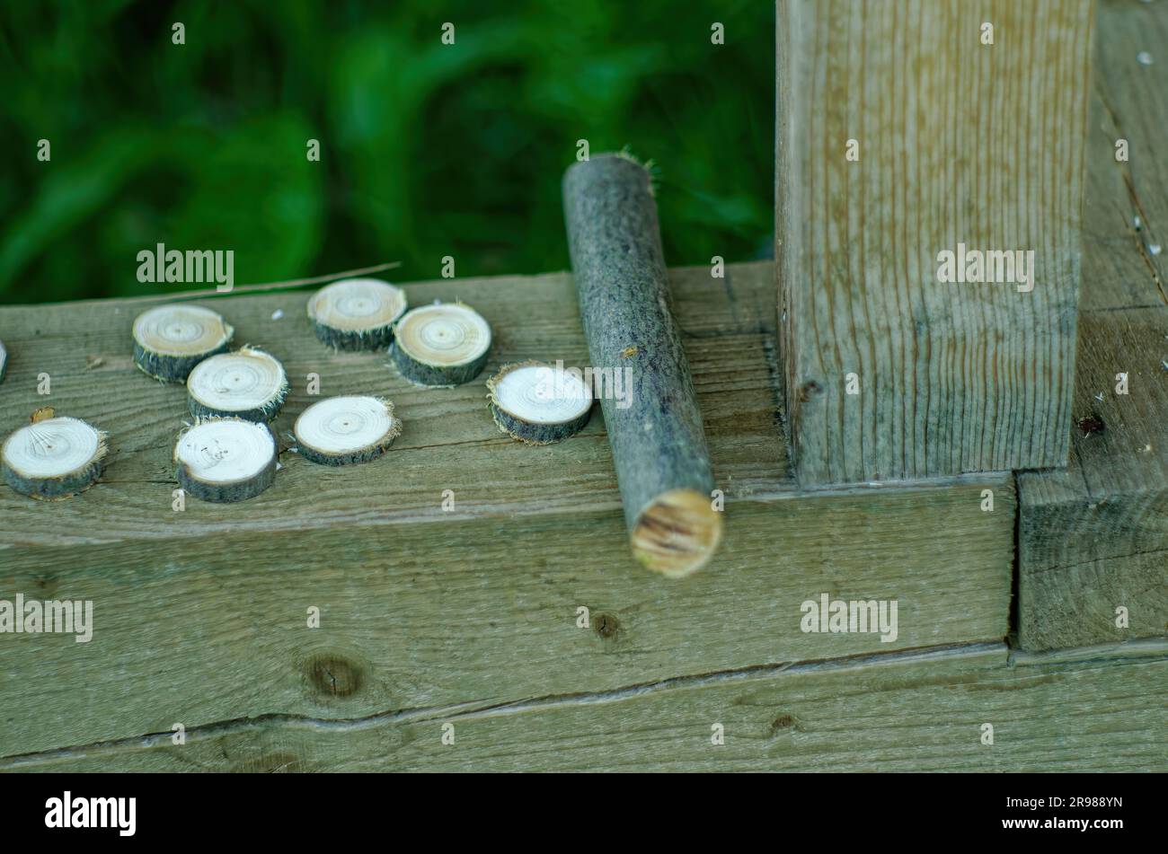 Preparation of wooden circles for runes, irga Stock Photo