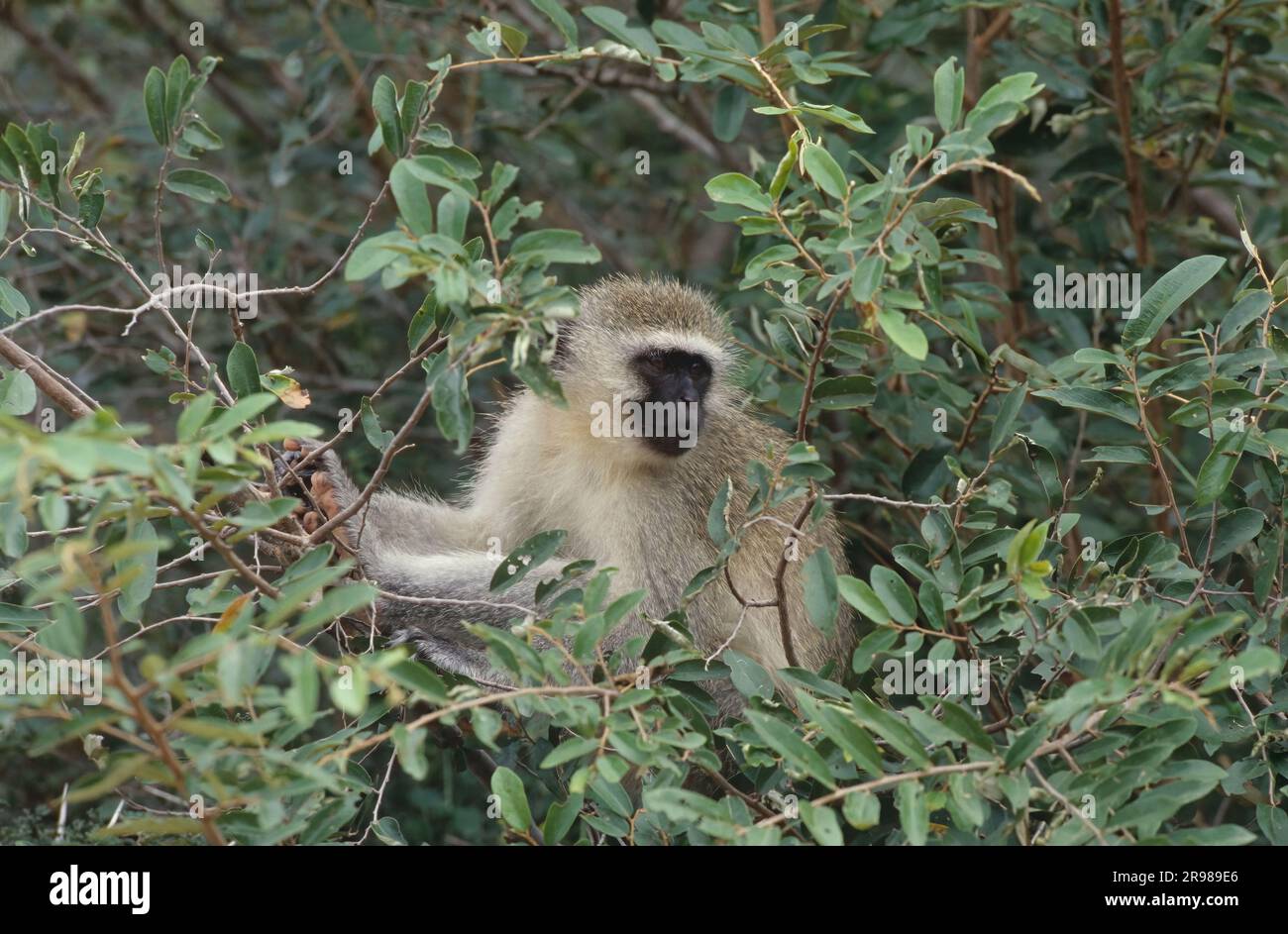 The vervet monkey (Chlorocebus pygerythrus), or simply vervet, is an Old World monkey of the family Cercopithecidae native to Africa.[ Stock Photo