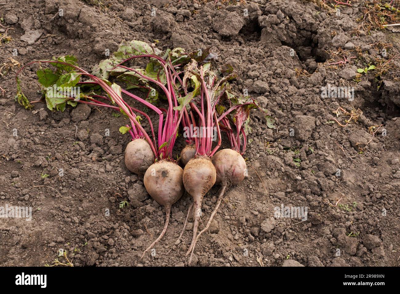 Beets growing in ground garden hi-res stock photography and images - Alamy
