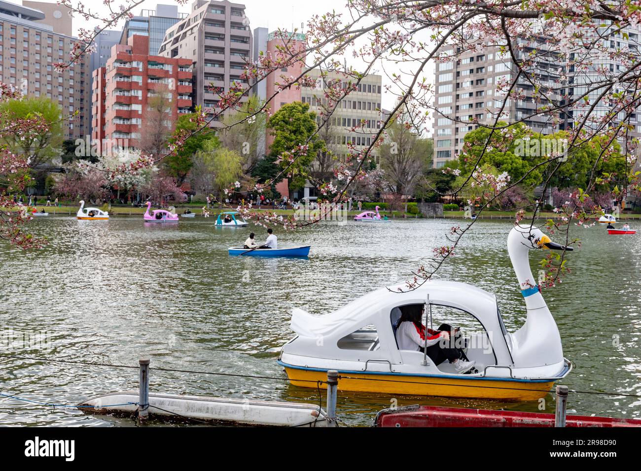 Ueno Park Tokyo, locals on the lake riding swan boats to view the cherry blossoms, April 2023, Japan,Asia Stock Photo