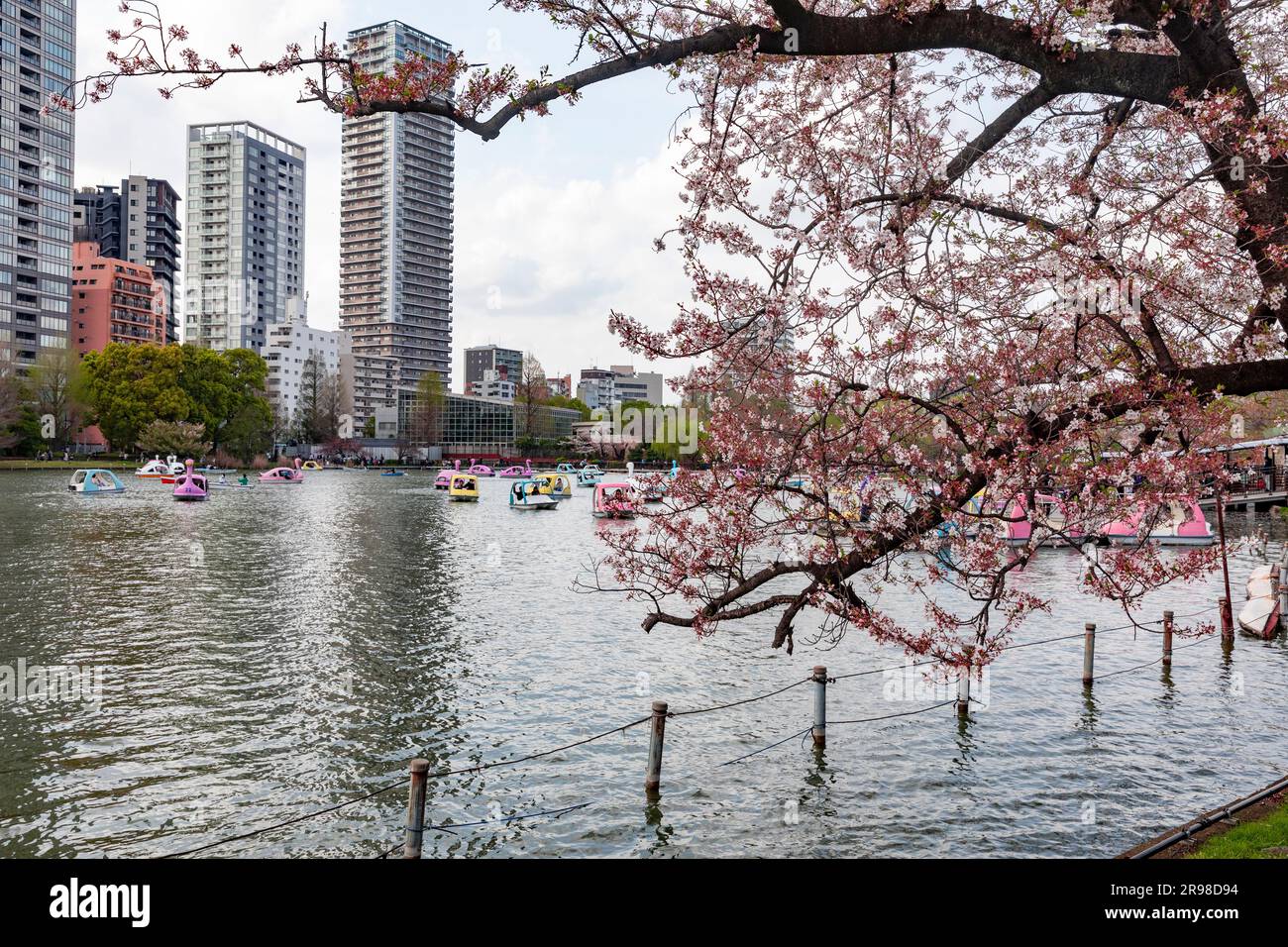Ueno Park Tokyo, locals on the lake riding swan boats to view the cherry blossoms, April 2023, Japan,Asia Stock Photo