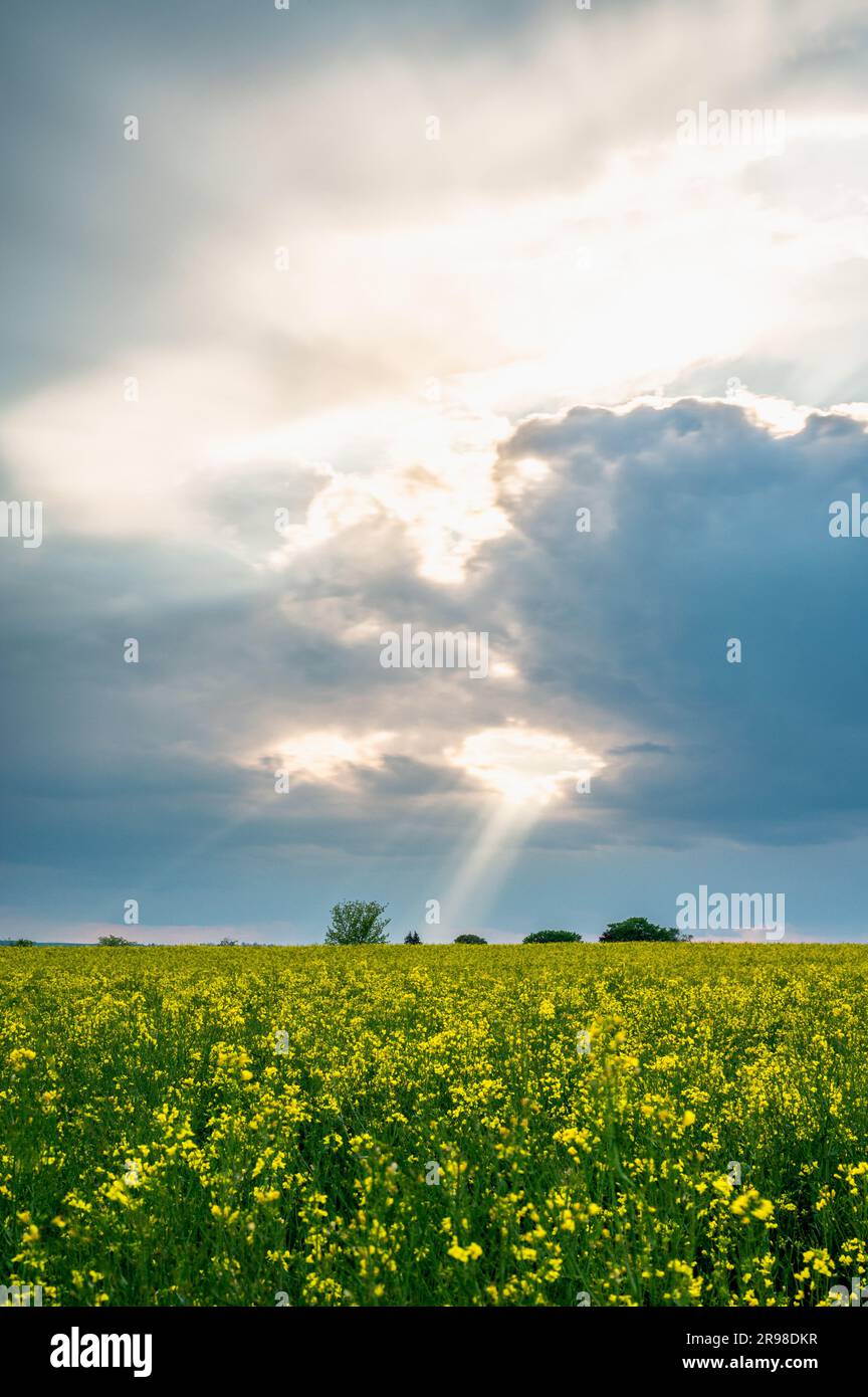wonderful landscape from the rapeseed field with dramatic sky, the ...