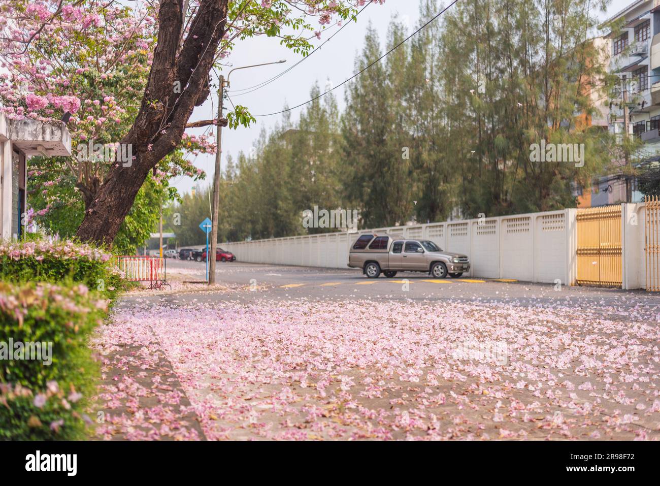 Pink trumpet tree blossom in Bangkok: a street covered with fallen flowers. March Stock Photo