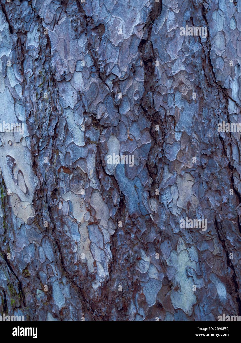 Detail Still Life of Tree Bark, Caversham, Reading, Berkshire, England, UK, GB. Stock Photo