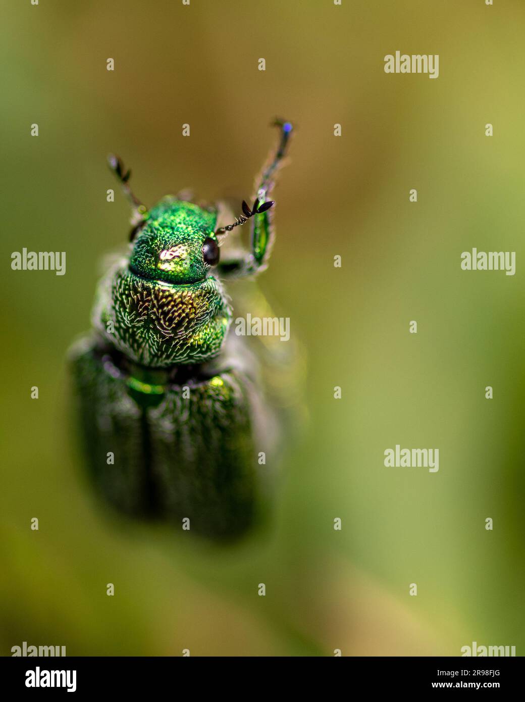 A closeup of a vibrant green flower chafer insect on a green leaf Stock Photo