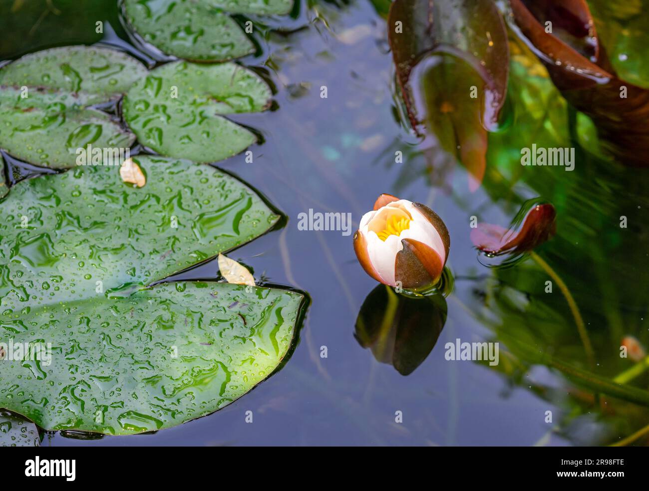 Beautiful shot water lily hi-res stock photography and images - Alamy