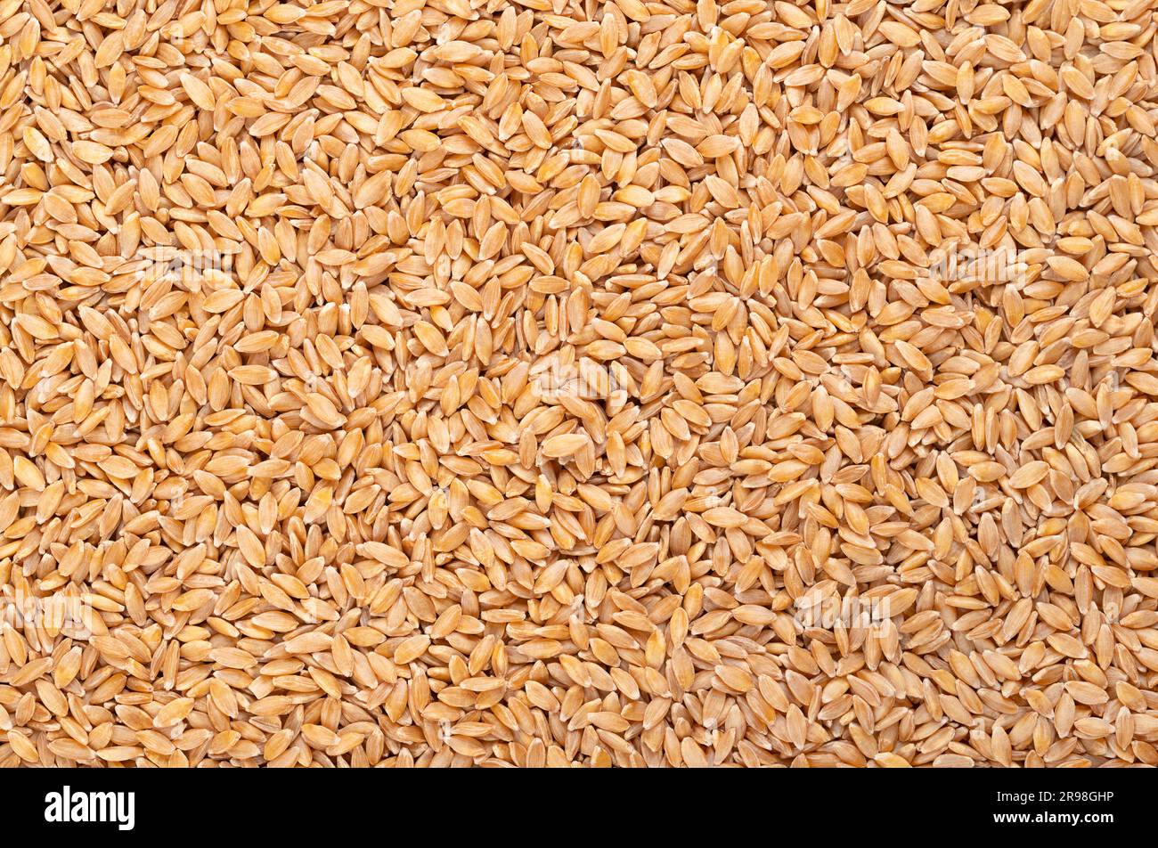Hulled einkorn wheat, dried and husked littlespelt grains, from above. Triticum monococcum, one of the first plants to be domesticated and cultivated. Stock Photo