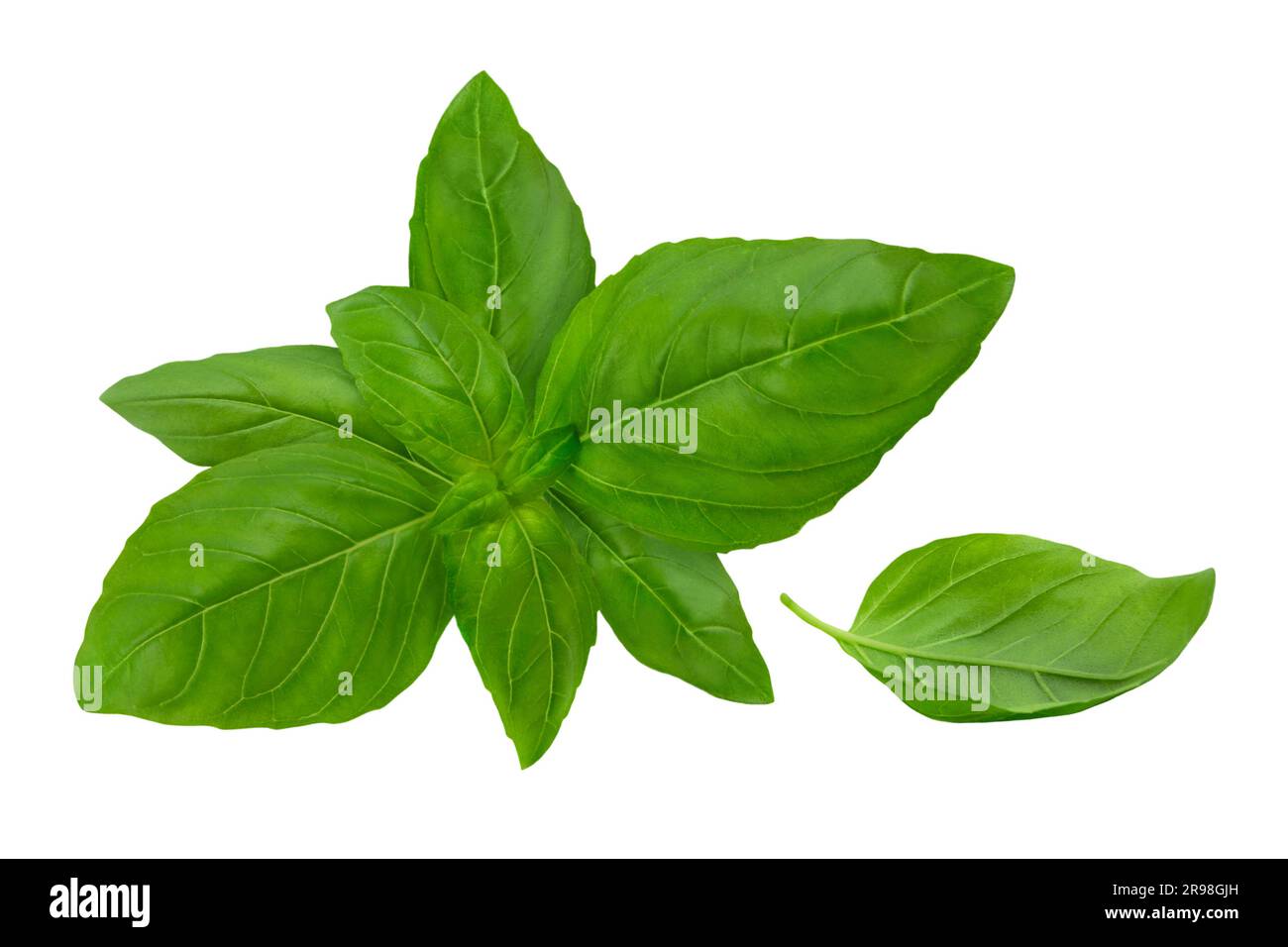 Fresh Basil leaves isolated on white background Stock Photo