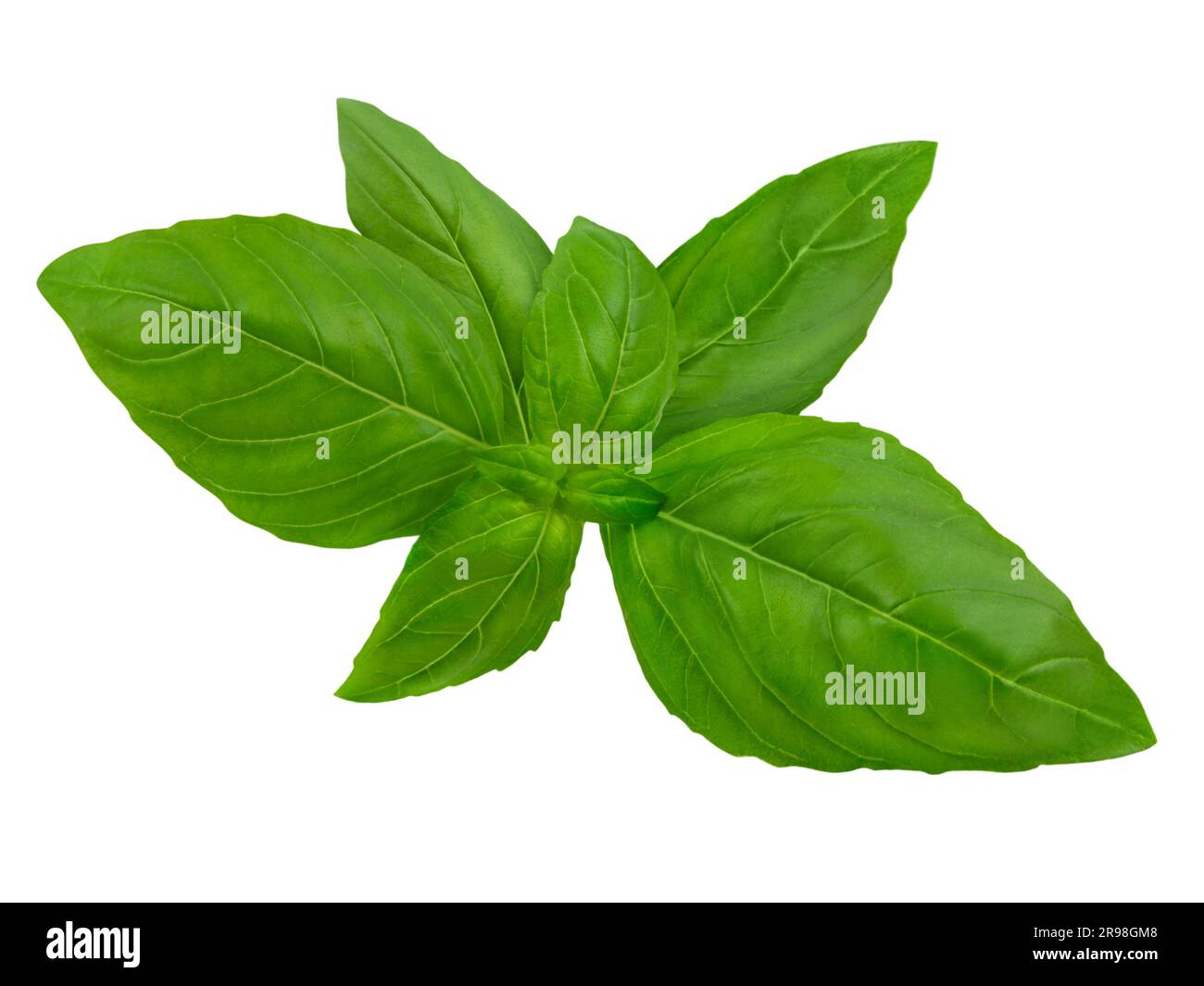 Fresh Basil leaves isolated on white  background Stock Photo