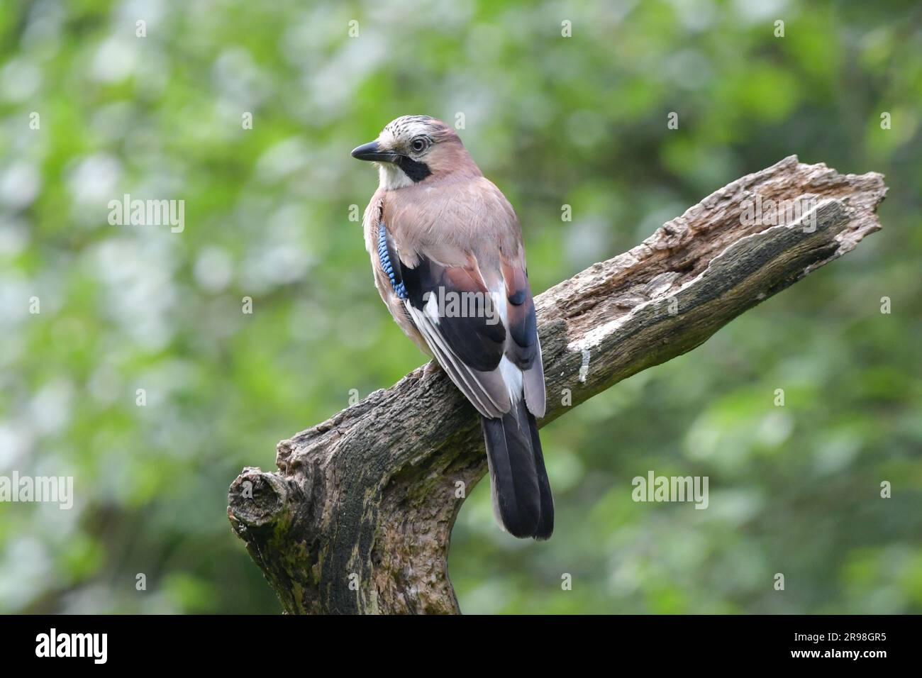 Jay, Eurasian jay, Jays are widespread across the UK,A very colourful member of the crow family Stock Photo