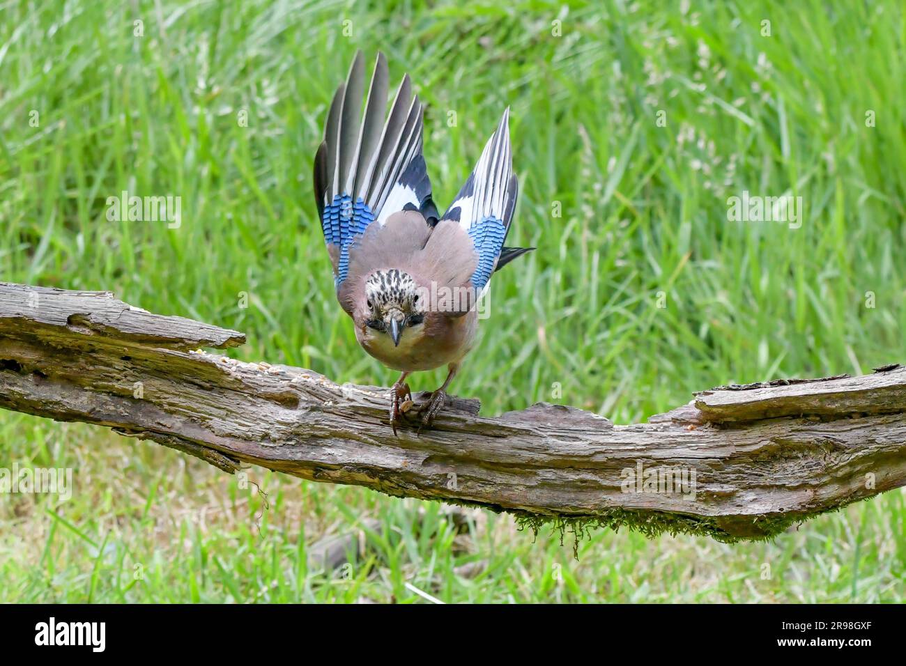 Jay, Eurasian jay, Jays are widespread across the UK,A very colourful member of the crow family Stock Photo