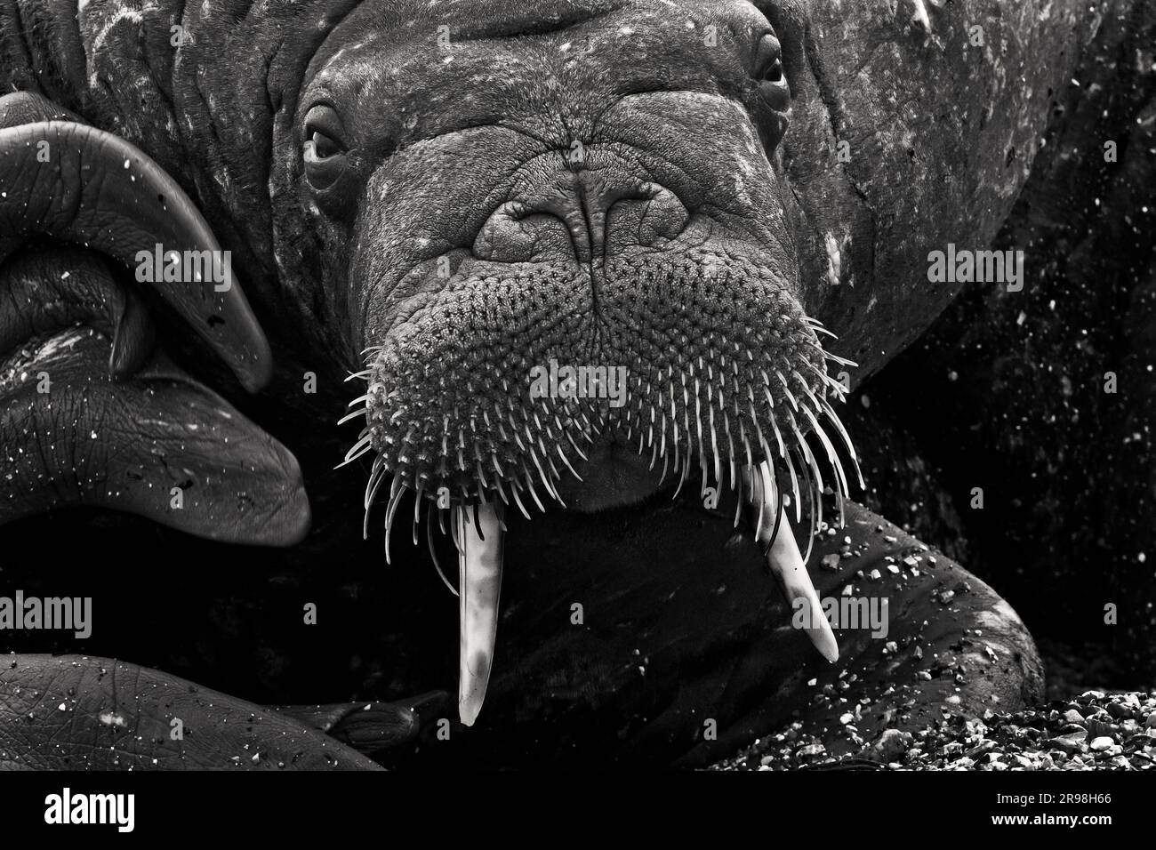 The image of Walrus was taken in Svalbard, Norway. Stock Photo