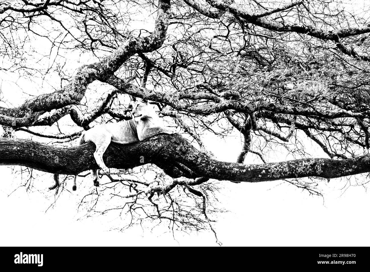 The image of Lioness on tree was taken in Ndutu, Tanzania. Stock Photo