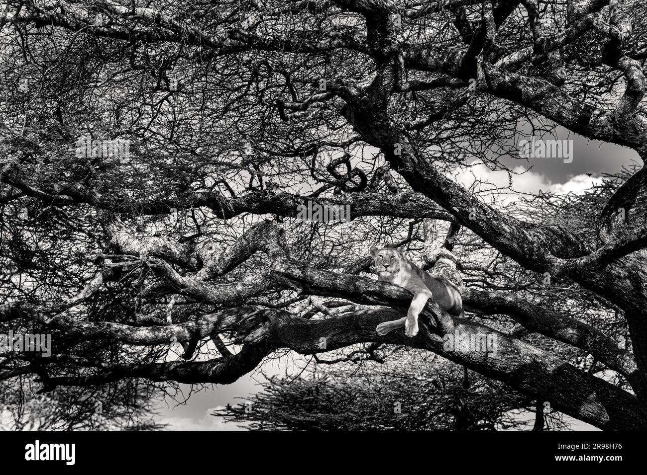 The image ofLionees on tree was taken in Ndutu, Tanzania. Stock Photo