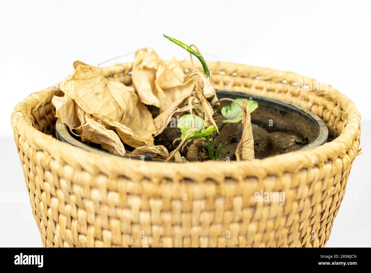 Syngonium plant with dry leaves start regrowing with new leaves shoots