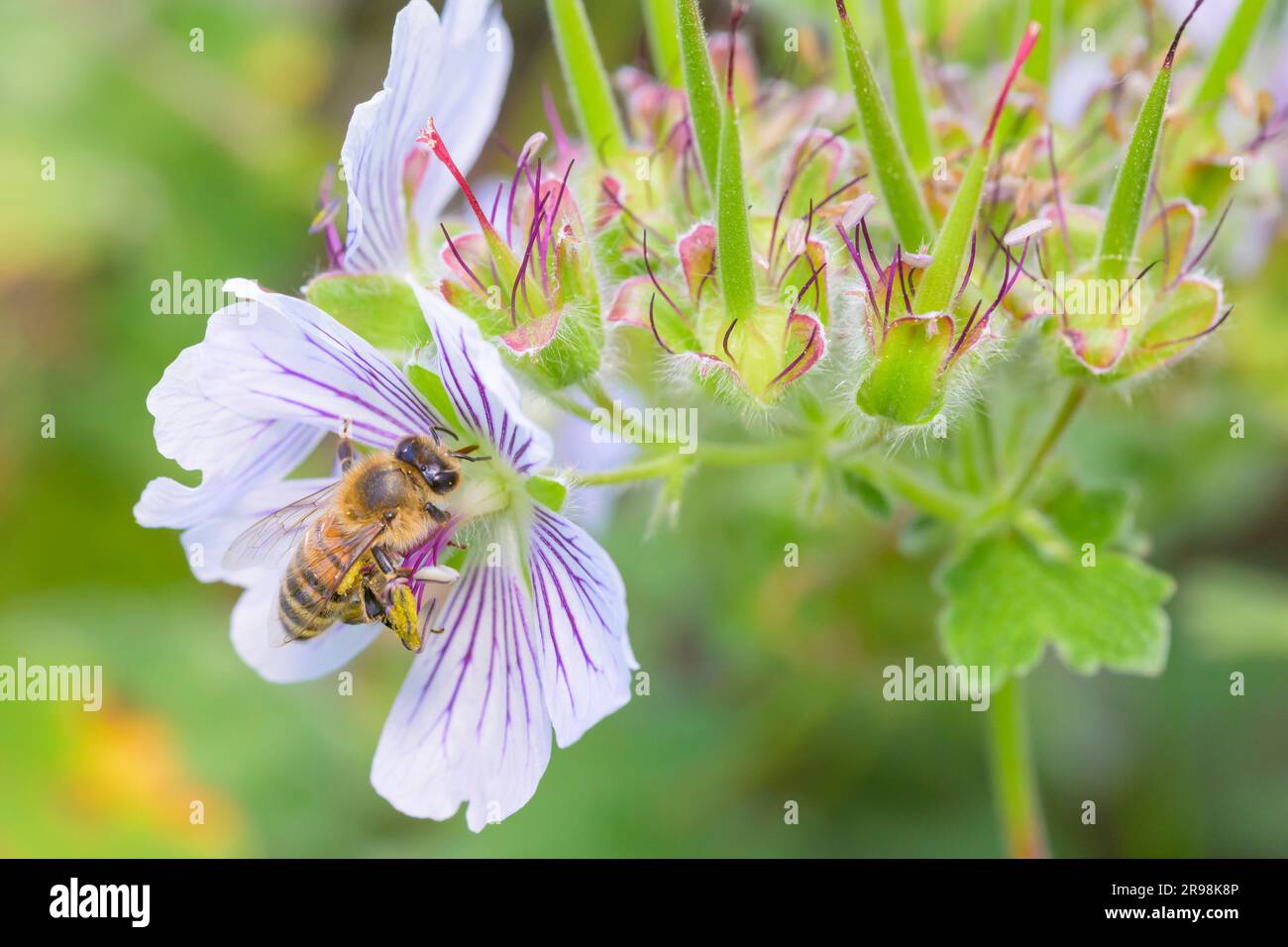 Bee - Apis mellifera - pollinates Geranium renardii Stock Photo