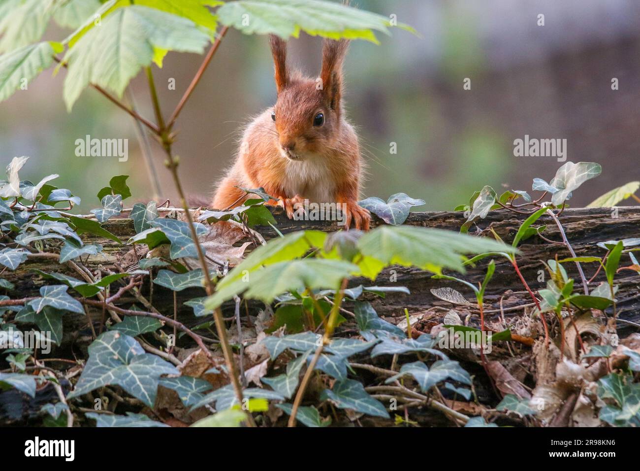 A cute red squirrel perched on a log looking around its environment with an inquisitive expression Stock Photo