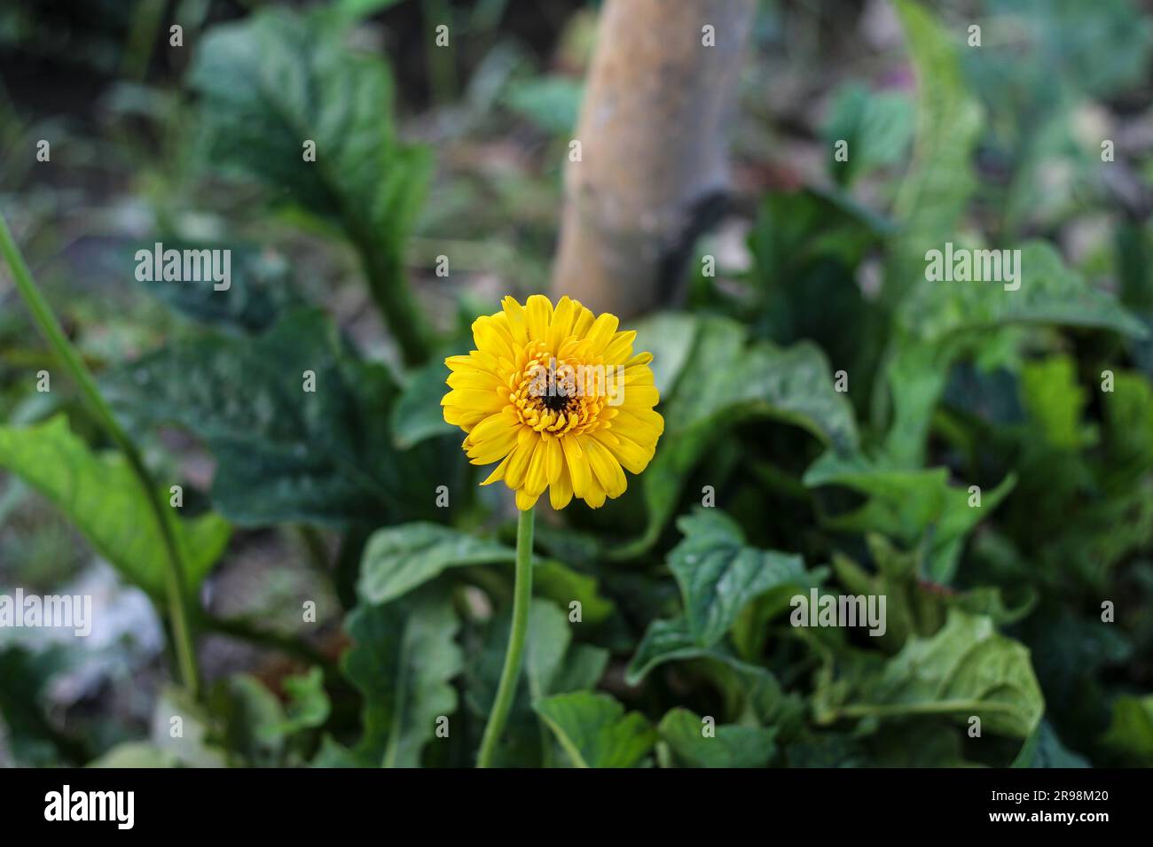 Flowers types hi-res stock photography and images - Alamy