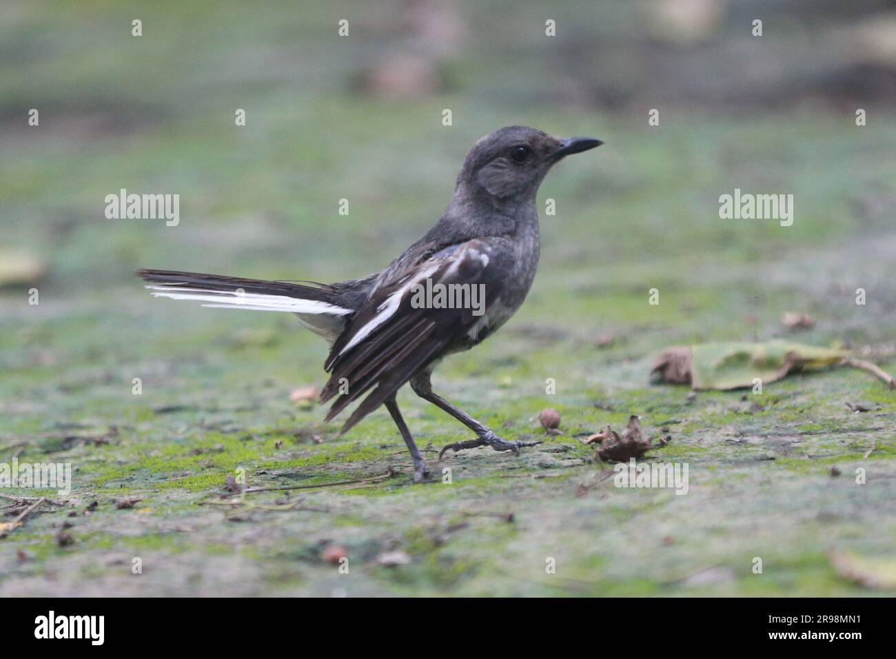 The National Bird of Bangladesh is the Oriental Magpie-Robin. They are commonly known as Doyel or Doel (Bengali: দোয়েল) and are One of the most beaut Stock Photo