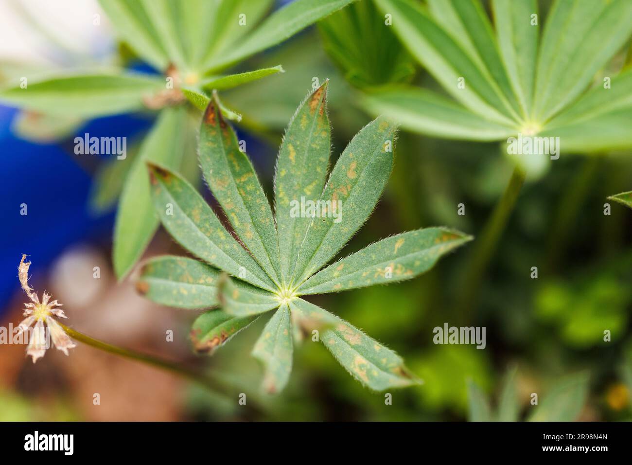 A vibrant green leaf of a lupin plant with subtle brown spotted patterning Stock Photo