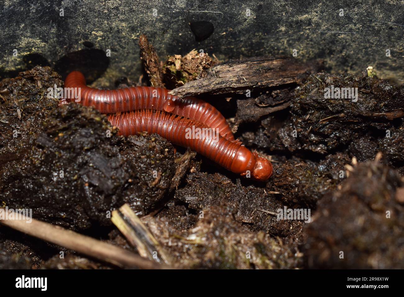 Trigoniulus corallinus or two rusty millipedes mating in some agricultural soil in Trinidad and Tobago, West Indies. Stock Photo