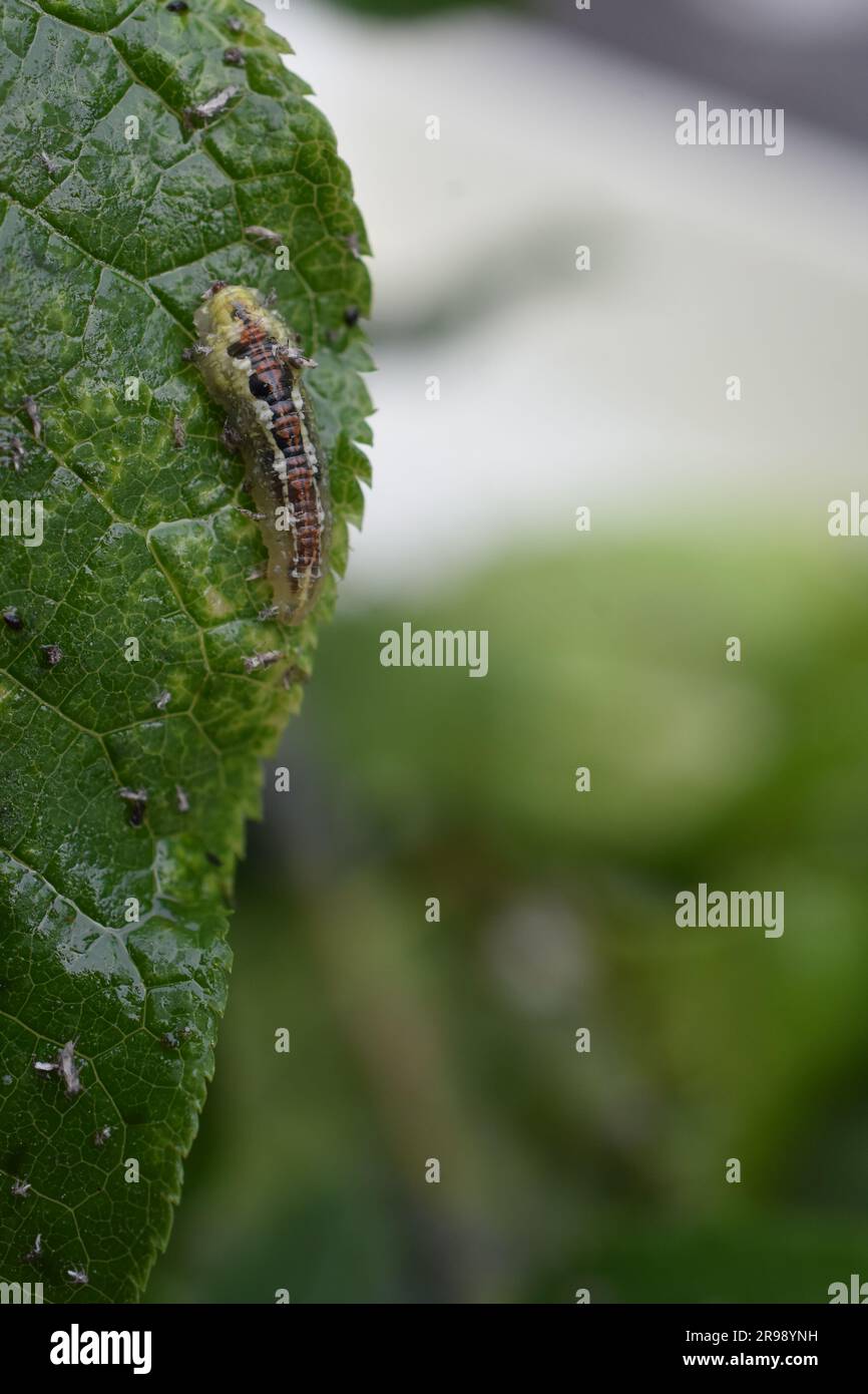 Larva of syrphus hover fly feeding on aphids on bird cherry tree Stock Photo