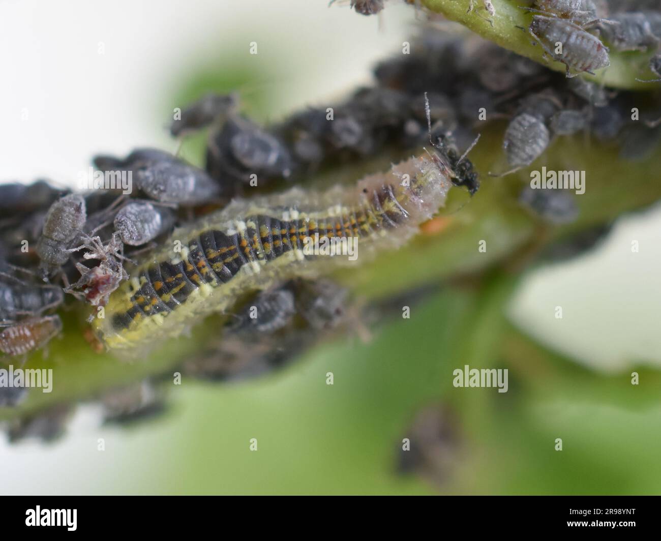 Larva of syrphus hover fly feeding on aphids on bird cherry tree Stock Photo