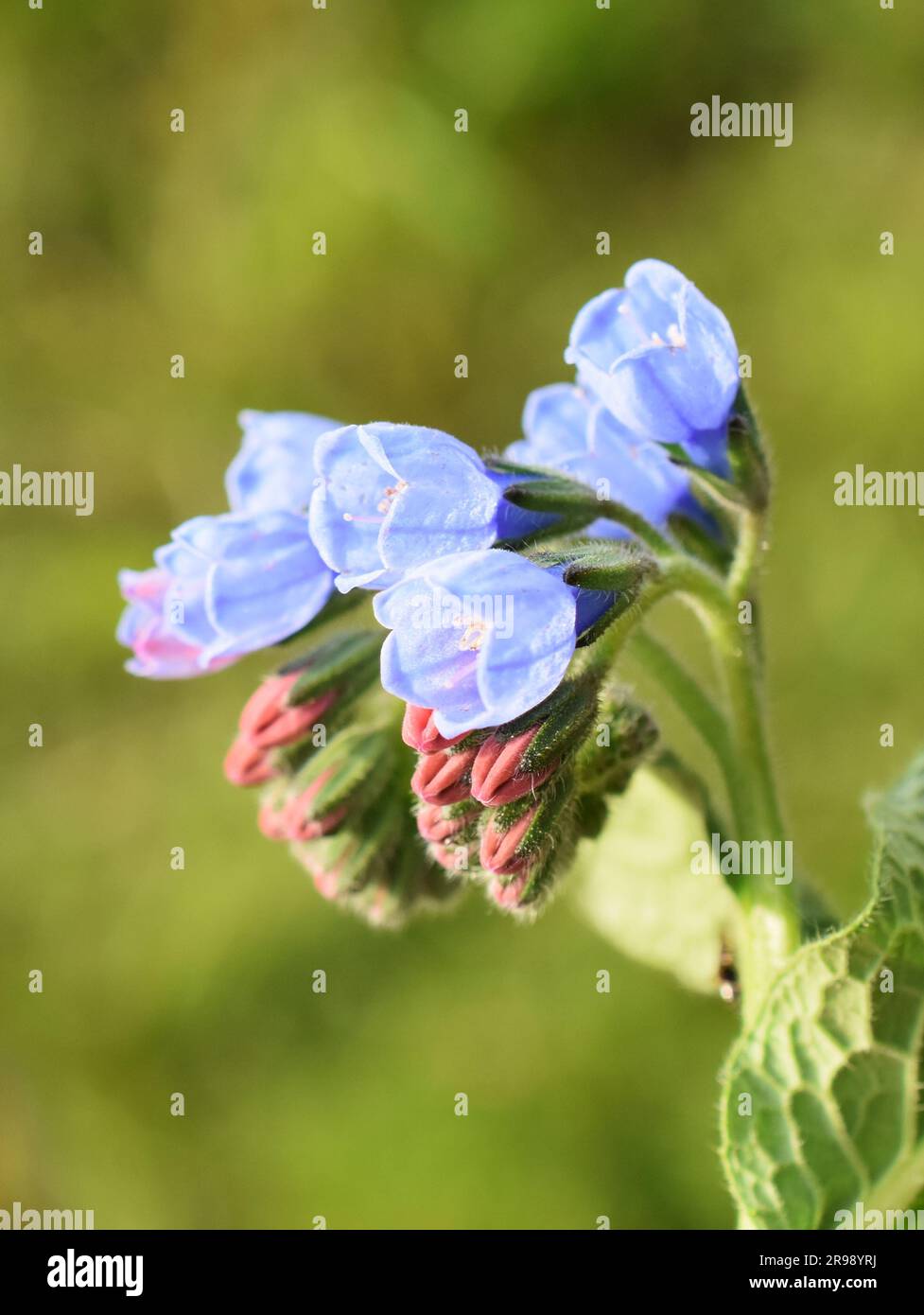 Common comfrey blue flowers closeup outdoor Stock Photo