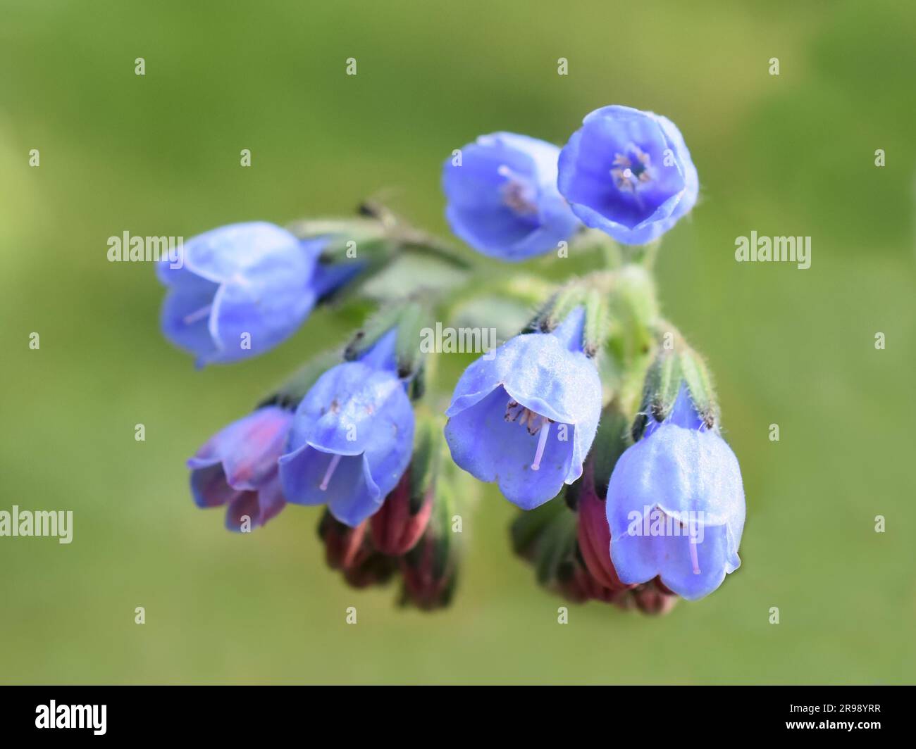 Common comfrey blue flowers closeup outdoor Stock Photo