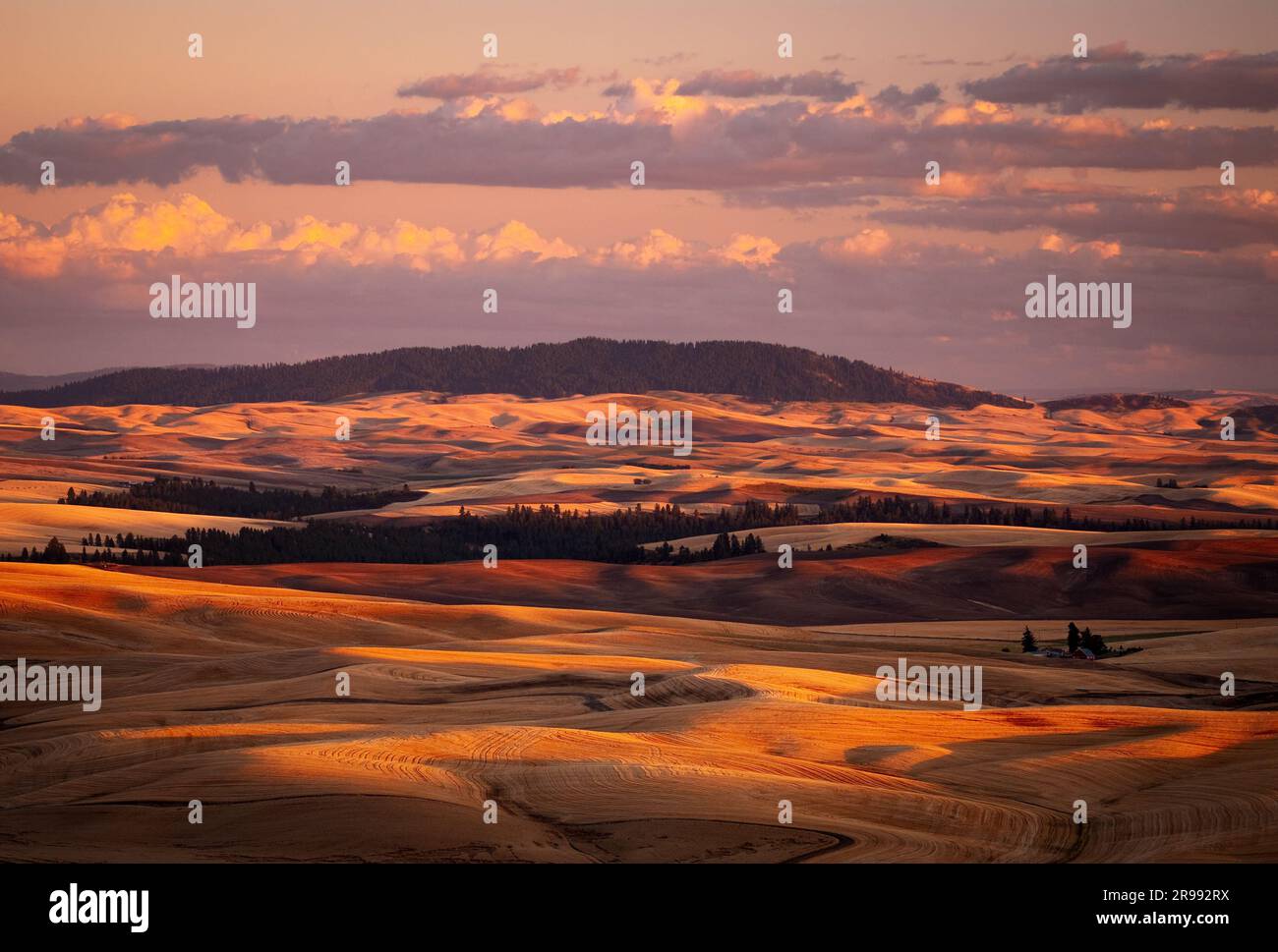 Rolling hills and Kamiak Butte at sunset, late summer, Whitman County, Washington, USA Stock Photo