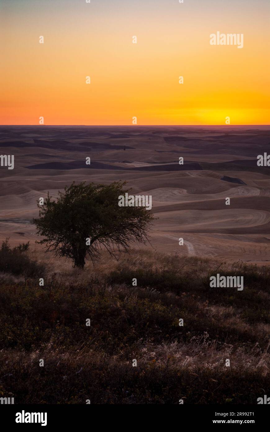 Prairie grasses, crabapple tree and harvested fields in late summer, at sunset, Steptoe Butte State Park, Washington, USA Stock Photo