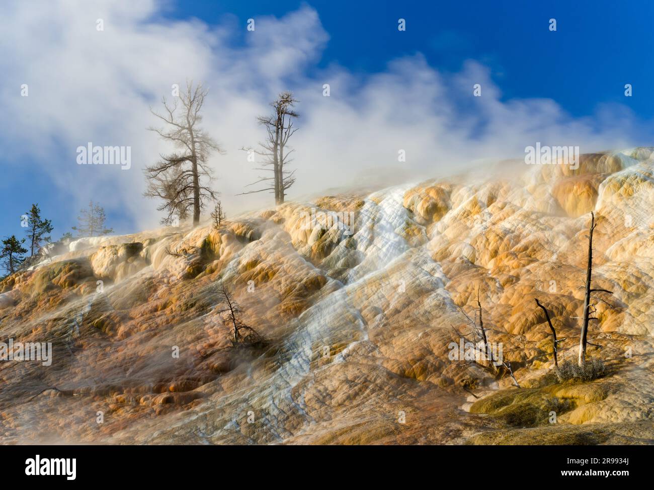 Palette Springs at sunrise in summer, Yellowstone National Park, Wyoming, USA Stock Photo