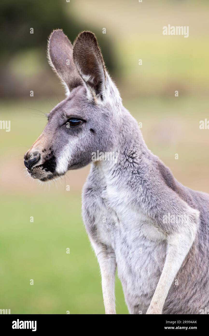 The Red kangaroo (Macropus rufus), which is the largest of all kangaroos, the largest terrestrial mammal native to Australia, and the largest extant Stock Photo