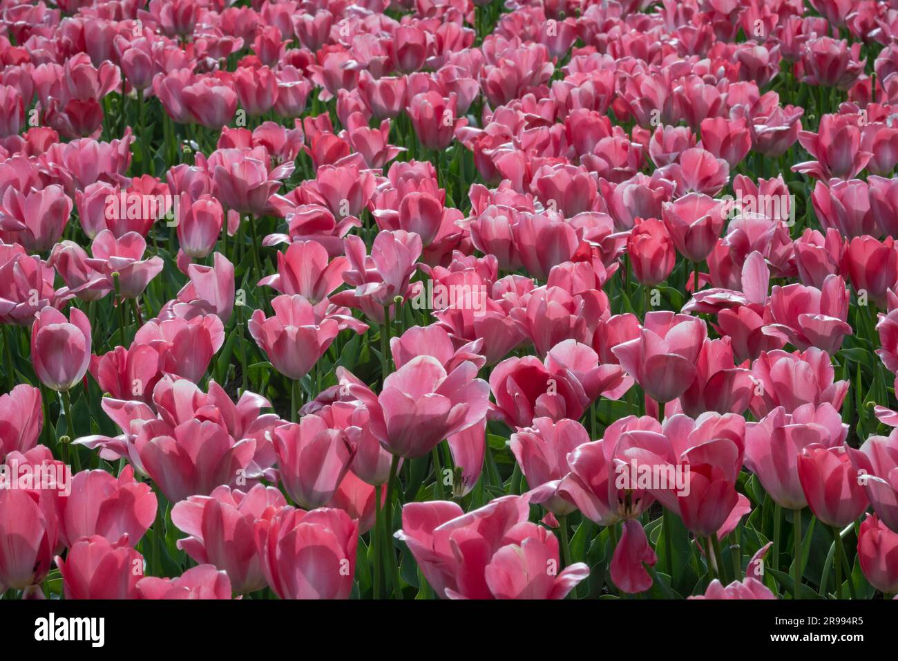 Pink tulips in bloom at the Wooden Shoe Bulb Farm, near Aurora, Oregon