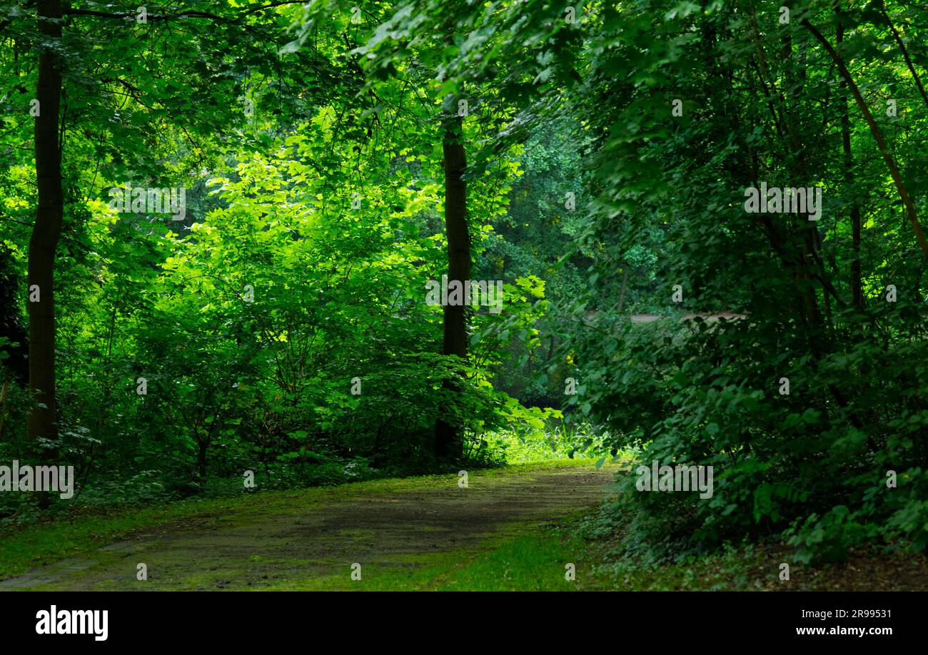 Tree Broad Along a broad trail in the park there are trees with beautiful dense ...