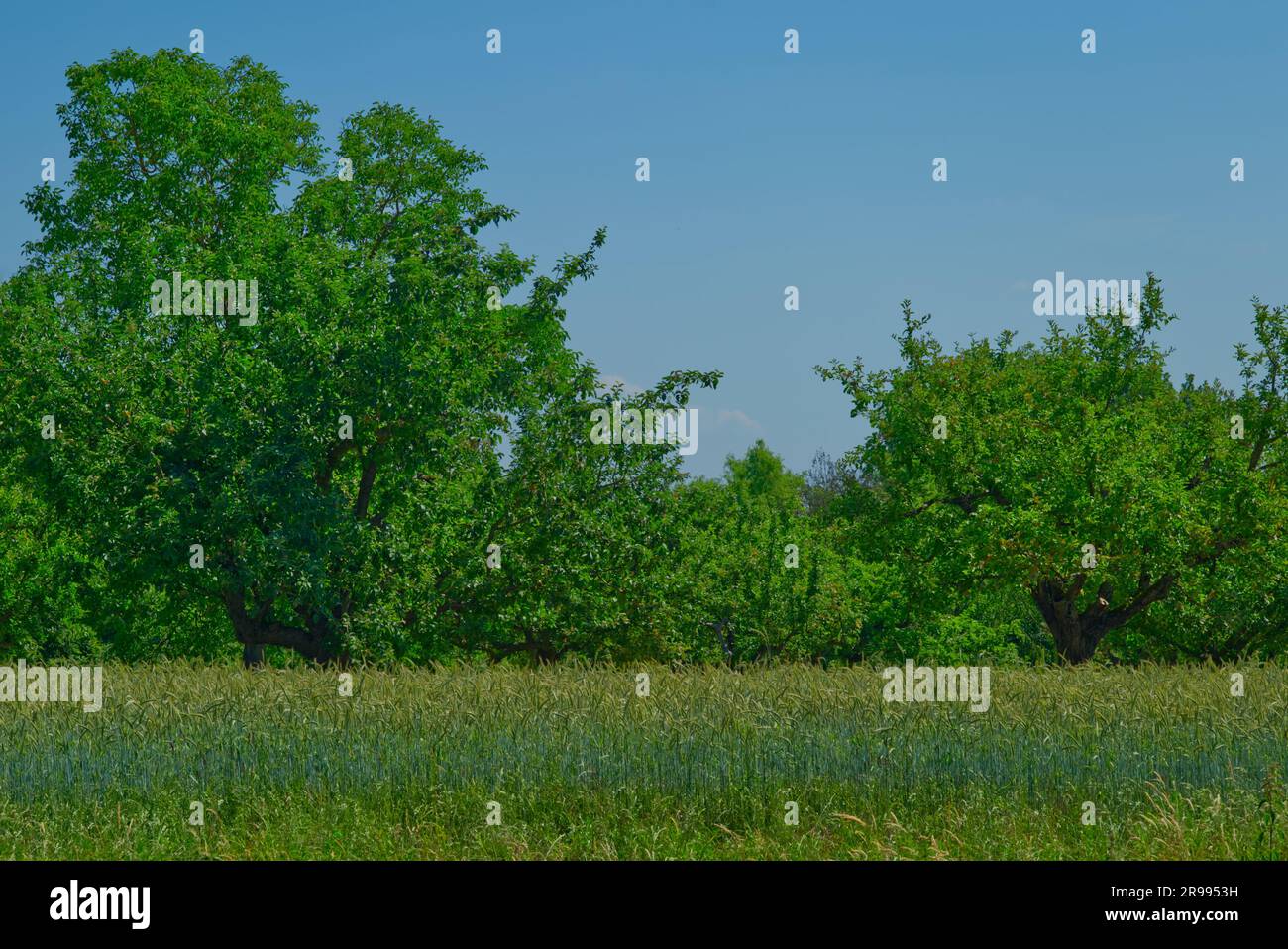 Grain field with trees and blue sky hi-res stock photography and images ...