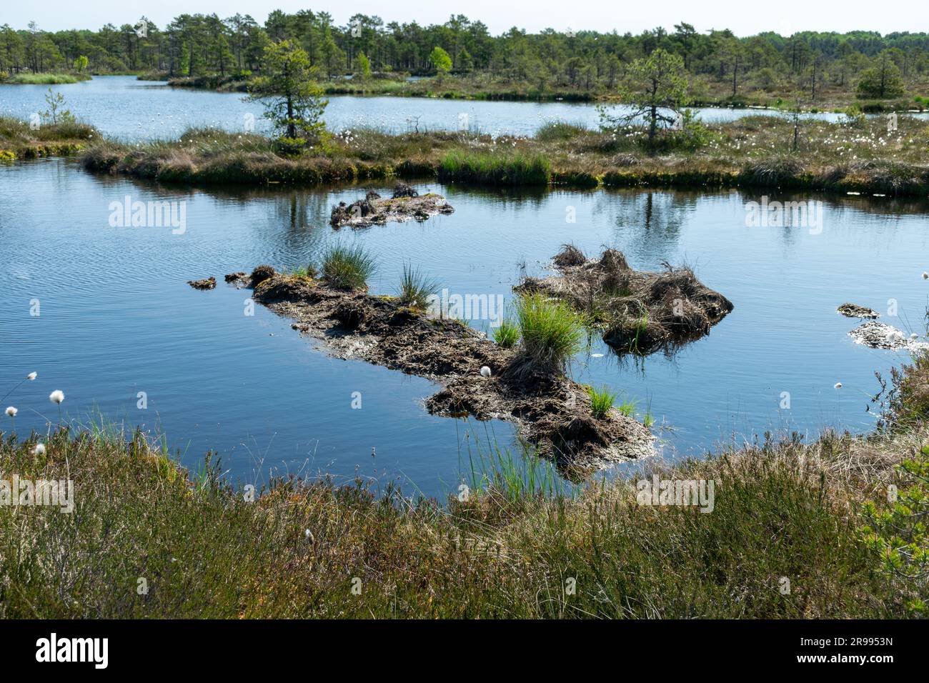 bog landscape, spring-colored bog vegetation, small bog lakes, islands covered with small bog pines, grass, moss, peat islands in a large basin system Stock Photo