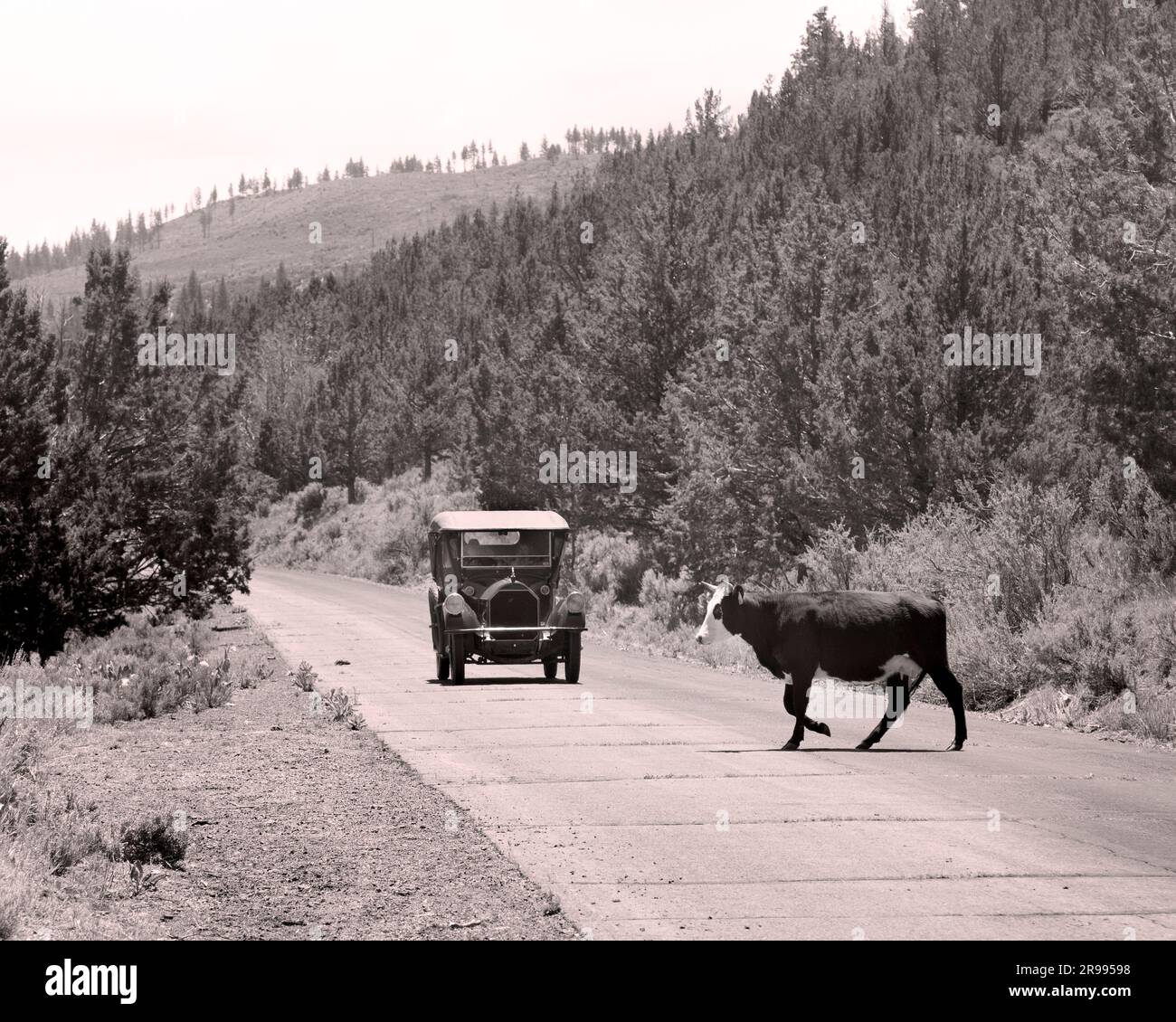 Antique car on country road with cow crossing - Modoc County California, USA. Stock Photo