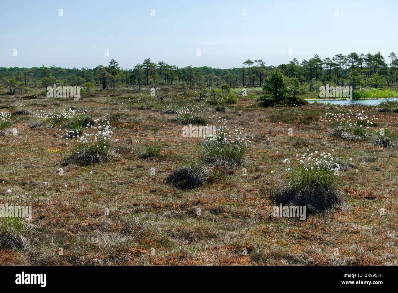 white cotton grass flowers in a marsh meadow blowing in the wind, marsh
