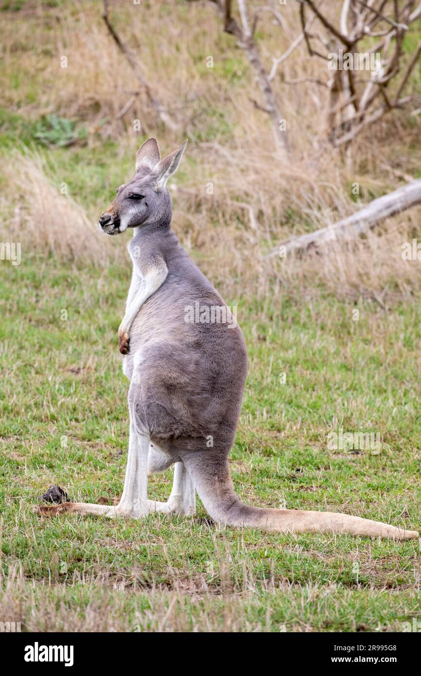The Red kangaroo (Macropus rufus), which is the largest of all kangaroos, the largest terrestrial mammal native to Australia, and the largest extant Stock Photo