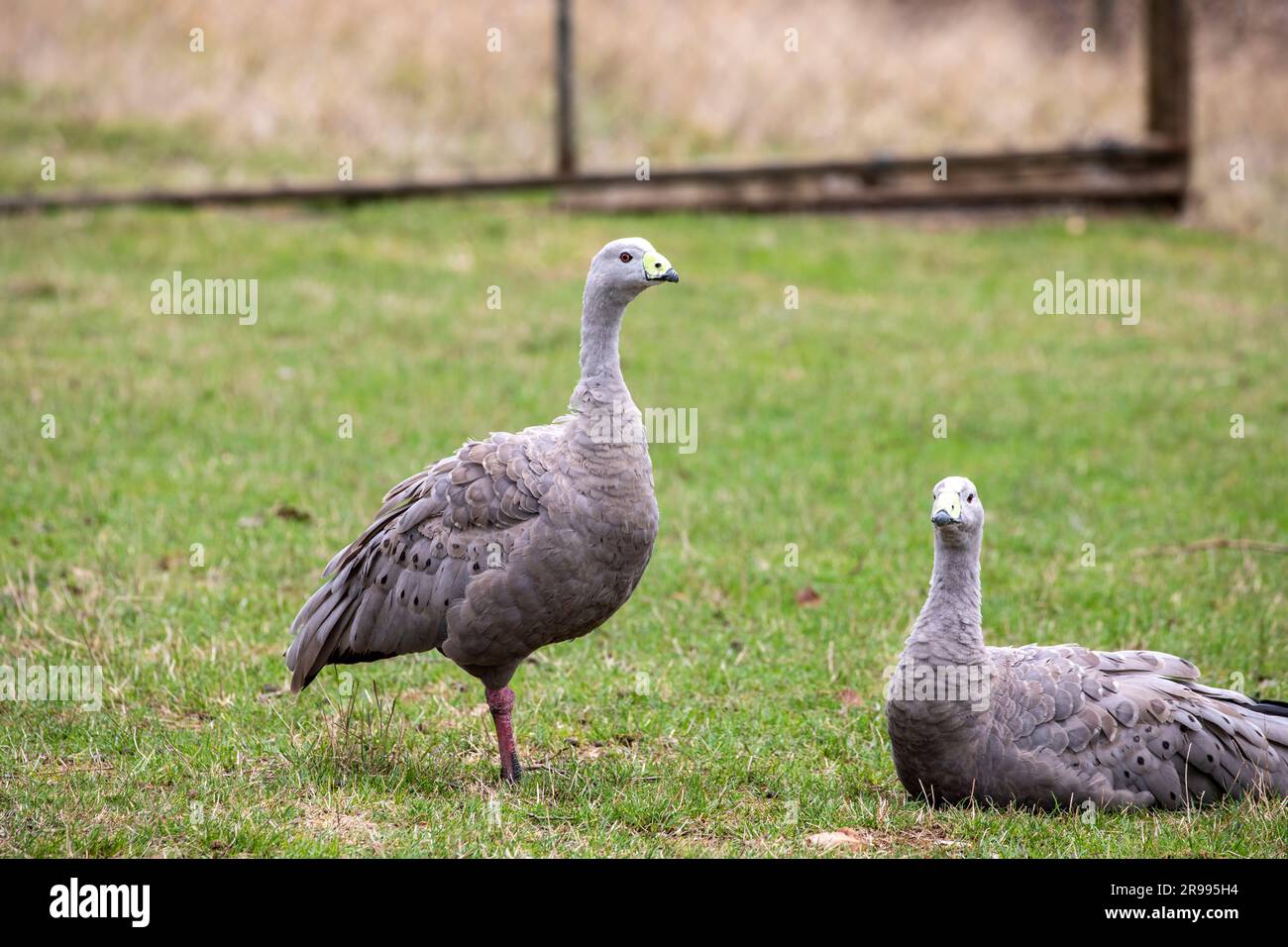 The Cape Barren goose (Cereopsis novaehollandiae) is a large goose resident in southern Australia. The species is named for Cape Barren Island. Stock Photo