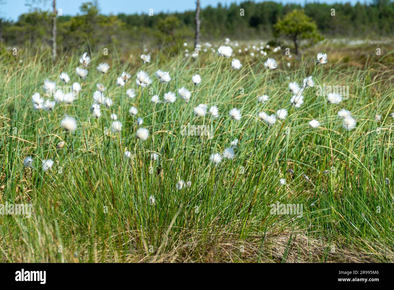white cotton grass flowers in a marsh meadow blowing in the wind, marsh
