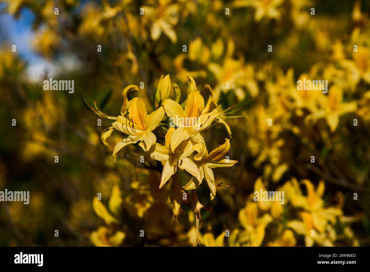 Gelbe Azalee (Rhododendron luteum), Pontische Azalee, Wunderblume, Gelbe Alpenrose, Blüten, Hoher Kaukasus, Georgien Stock Photo