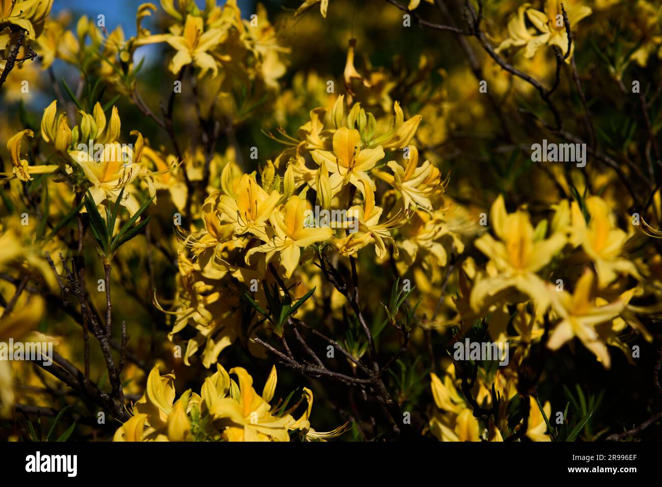 Gelbe Azalee (Rhododendron luteum), Pontische Azalee, Wunderblume, Gelbe Alpenrose, Blüten, Hoher Kaukasus, Georgien Stock Photo