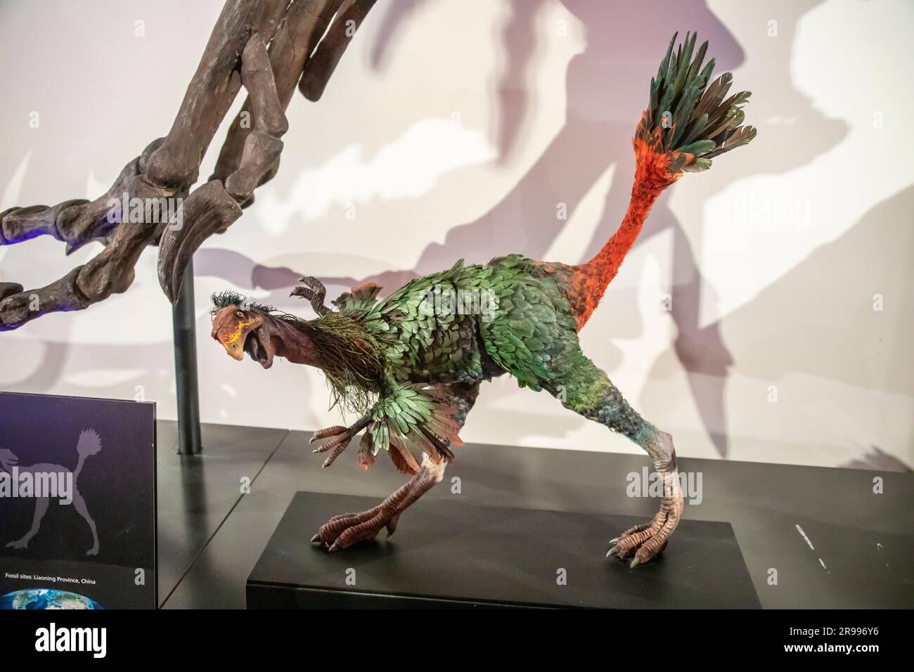 the  reconstruction of caudipteryx zoui in Australia musuem.  It lived about 125 million years ago and mostly ate plants. It was covered in short down Stock Photo