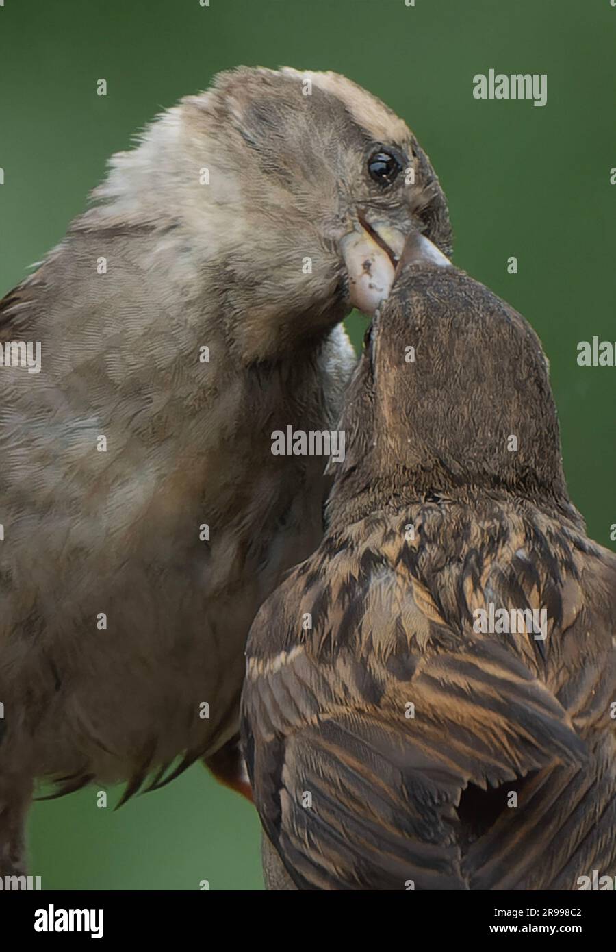 Two sparrows hi-res stock photography and images - Alamy