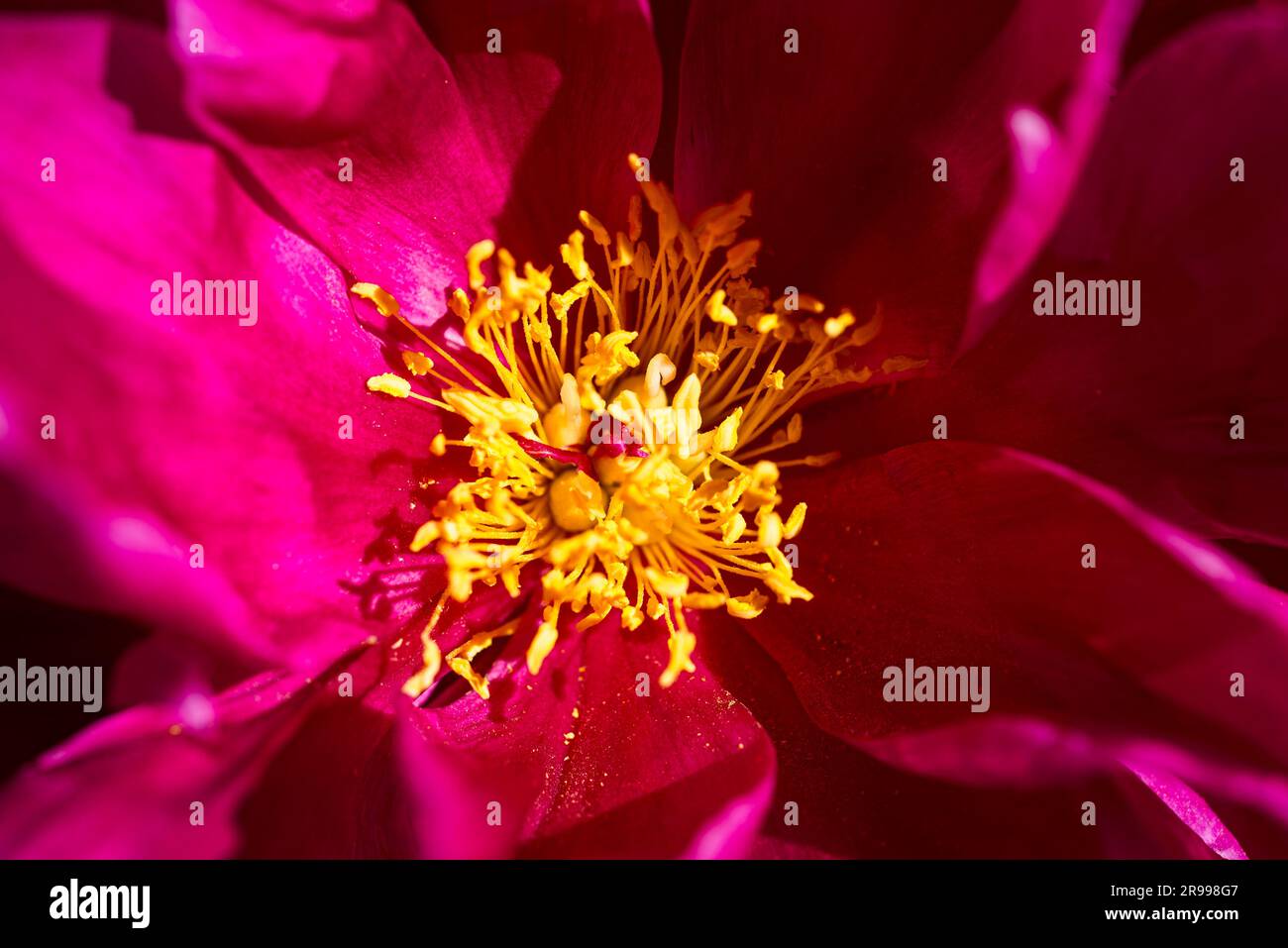 Close-up of pink blossom with yellow stamens of the common peony Paeonia in sunlight Stock Photo
