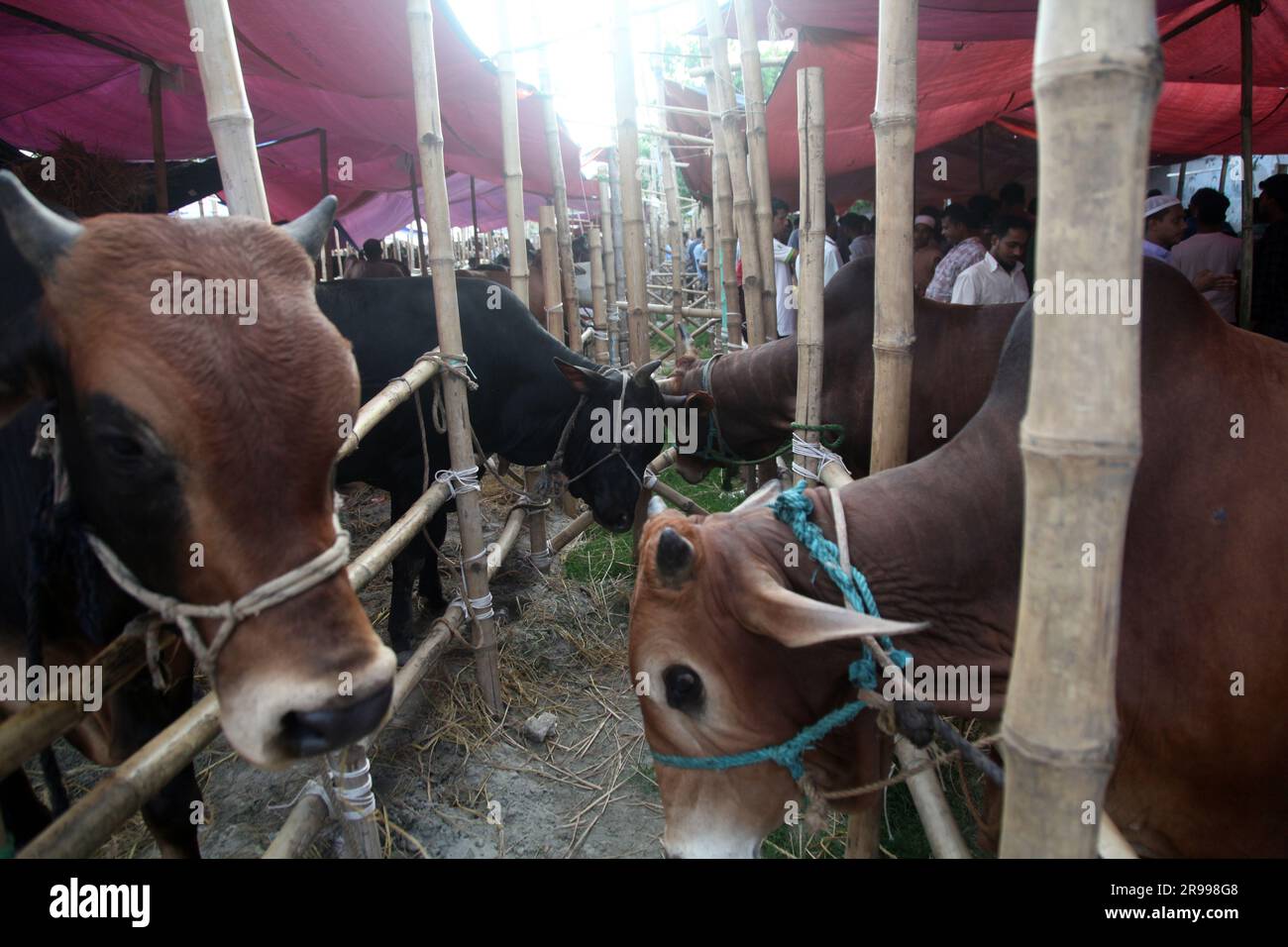 Dhaka bangladesh 23jun2023 hi-res stock photography and images - Alamy