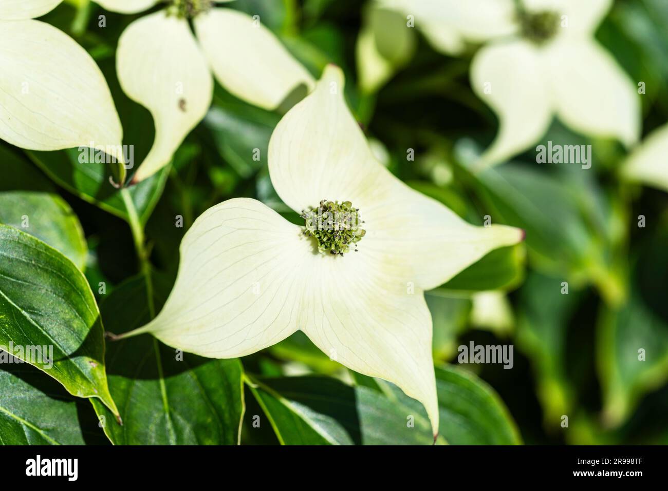 Cream-coloured petals with inflorescence of an Asian flowering dogwood Cornus kousa shrub blossom in sunlight Stock Photo