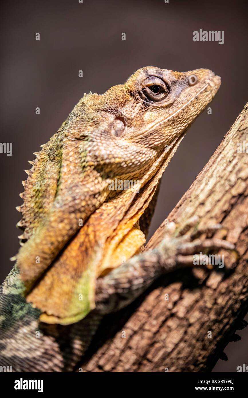 The frilled lizard (Chlamydosaurus kingii) is a species of lizard in the family Agamidae. It is endemic to northern Australia and southern New Guinea. Stock Photo